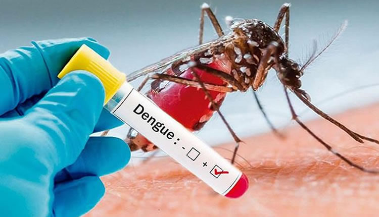 Cartagena registró 11 casos de dengue durante la última semana y cero  muertes
